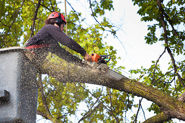 The Steps Involved in Our Tree Care Process in Calera, AL